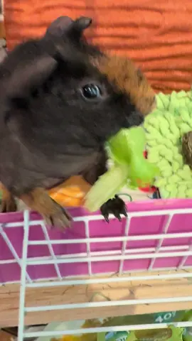 Guinea pig ASMR #asmr #guineapig #guineapigsoftiktok #skinnypig #salad