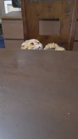 cat business #cat #puppy #pet #animals #puppytiktok 