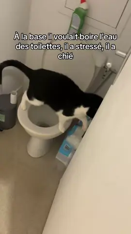 Un vrai coquin ce chat #catlover #cat #chat #pourtoi #fyp 