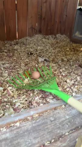 Day 4! We got another egg 😬 Push harder ladies 😂 #chickentok #homestead #fyp #chickensoftiktok #egg 