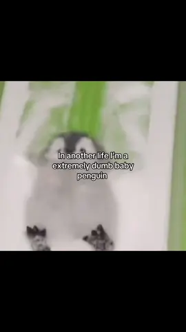 #penguin 
