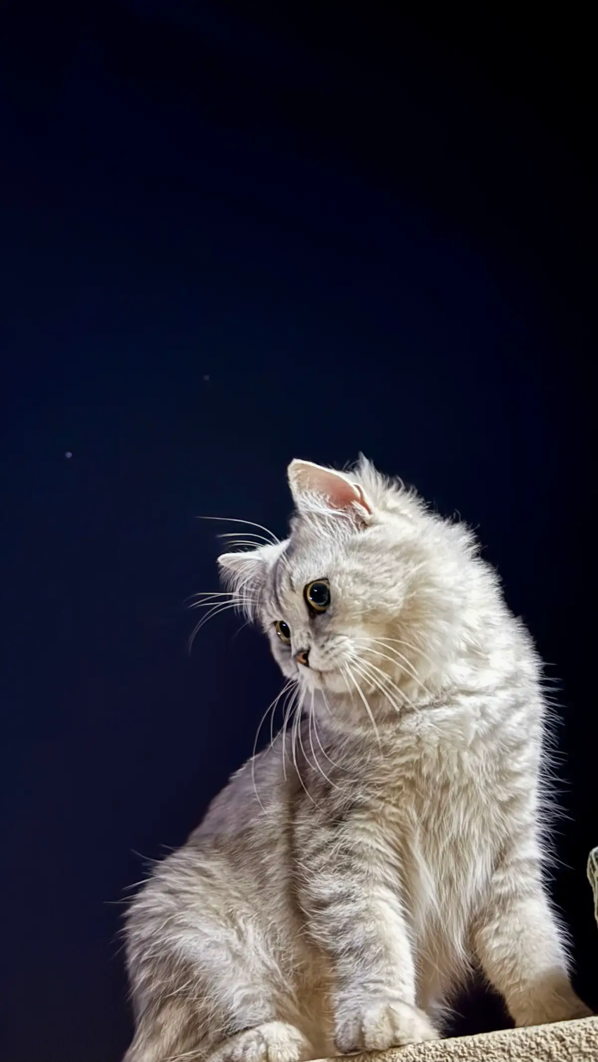 #قطط  #cat #oman #fyp #fypシ゚ 