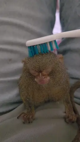 Laszlo believes that there is no problem, large or small, that cannot be solved with a toothbrush. #wildlifeconservation #tinymonkey #pygmymarmoset #Laszlo 