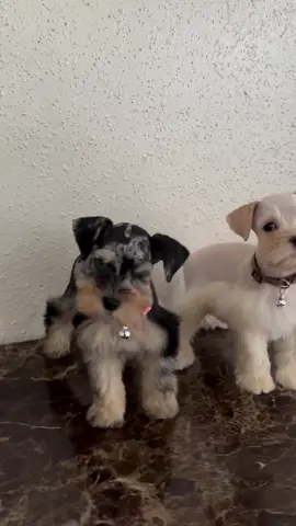 Adorable White-Spotted Tan Female Schnauzer Puppy Available! 🐾✨ Meet our gorgeous white-spotted tan Miniature Schnauzer puppy—a sweet little girl with a one-of-a-kind coat and an even more charming personality! She’s playful, affectionate, and full of energy, making her the perfect companion for any loving family. 💖 Why she’s special: 	•	Rare and striking white-spotted tan markings 	•	Intelligent, curious, and quick to learn new tricks 	•	Hypoallergenic, low-shedding coat (great for allergy-friendly homes) 	•	Raised with care, well-socialized, and up-to-date on vaccines 	•	Loyal, loving, and ready to shower her new family with affection This beautiful girl isn’t just a puppy—she’s a future best friend who will bring endless joy, cuddles, and companionship. 🐶❤️ #MiniatureSchnauzer   #SchnauzerPuppy   #MiniSchnauzerLove   #SchnauzerLife   #SchnauzerLovers                   (if applicable)       (if you're a breeder)     