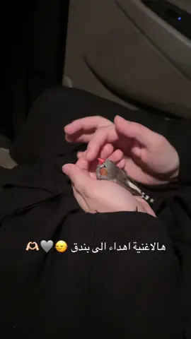 🌰✨ . . . . . #فنجس #عصافير #عصافير_ديمو 