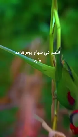دعاء الصباح اللهم إني أسألك الثبات في الأمر  وأسألك العزيمة على الرشد وأسألك شكر نعمتك وحسن عبادتك  وأسألك قلبا سليما ولسانا صادقا وأسألك من خير ما تعلم وأعوذ بك من شر ما تعلم وأستغفرك لما تعلم، إنك أنت علام الغيوب #صباحكم_أحلى_صباح #صباحكم_معطر_بذكر_الله #صباح_الورد #صباح_الخير #صبحكم_الله_بالايمان_وطاعة_الرحمن 