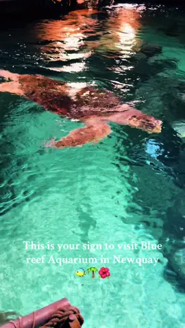 For sure had my Moana Moment #newquaycornwall #bluereefaquarium #turtle #fistralbeach 
