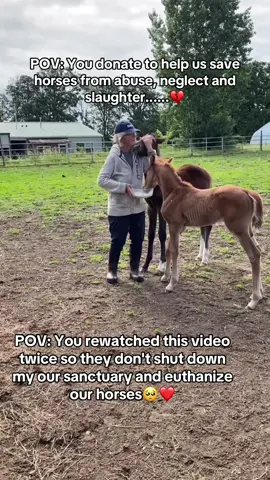 POV: You rewatched this video twice so they don't shut down my our sanctuary and euthanize our horses #horserescuers #HorseStory #HorseShelter #HorsePlus #Endanimalabues #EndBigLick #DynamicDuo #ADOPTED #JusticeForTWH 