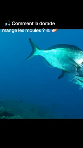 Tu pêches la dorade et tu te demandes comment elle casse les moules pour se nourrir ? Dans cette vidéo, tu vas voir sa technique de prédatrice implacable ! 🔥 #dorade #pêche #moules #mer #astucepeche 