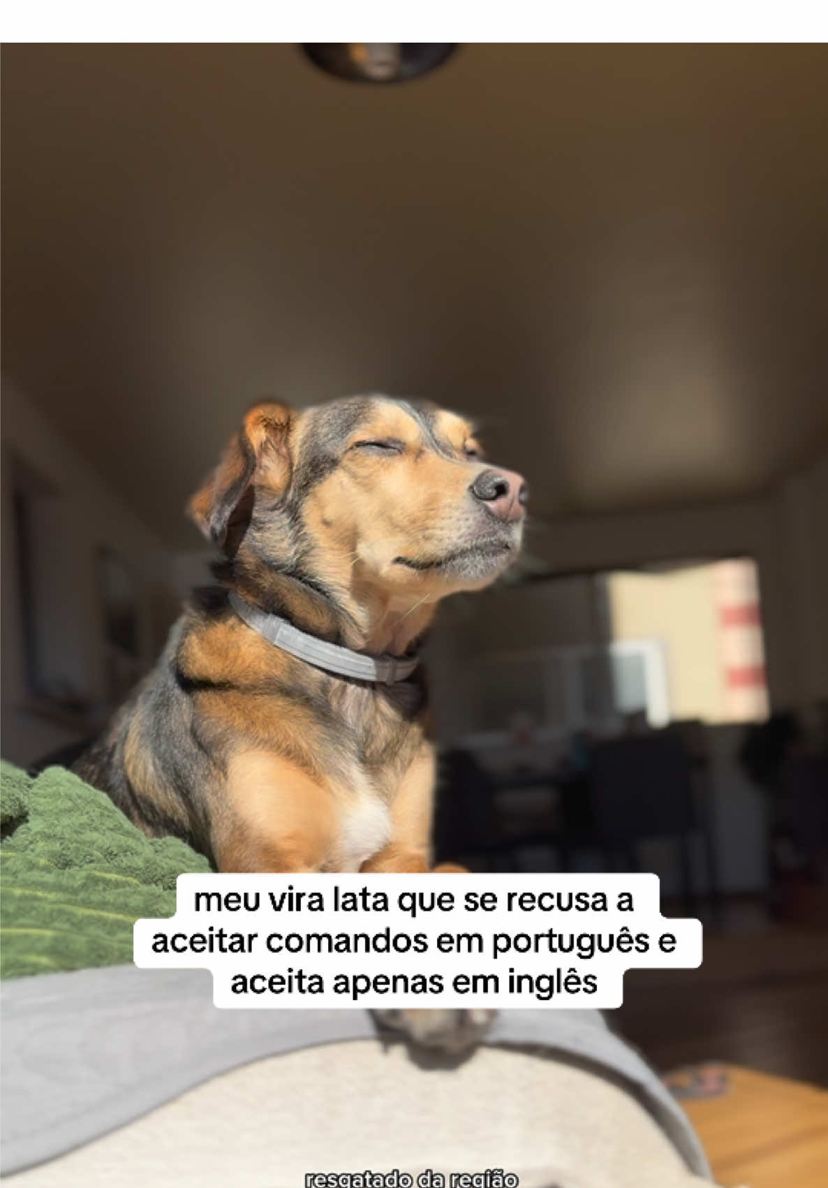 vocês sempre pedem vídeo do nosso doguinho fake gringo e eu não posso deixar de trazer né? 😂 #cachorro #doguinho #pets #fyp #rotinapet 