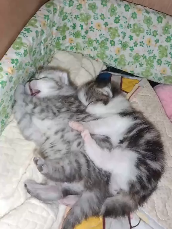 É muita fofura esses dois gatinhos. #FofoDemais #GatinhoAmigo #MiniAmores #Gatíneo