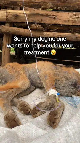 Who is willing to to help this innocent dog so that we can manage to pay the vet bills via our PayPal link in bio #fyp #dog #tiktok 