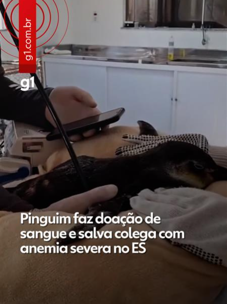 🐧Doação - Um pinguim-de-magalhães em tratamento no Instituto de Pesquisa e Reabilitação de Animais Marinhos (Ipram), em Vila Velha, na Grande Vitória, recebeu uma transfusão de sangue nesta quarta-feira (10) e foi salvo com ajuda de outro colega que já estava se recuperando no local. O pinguim foi resgatado após encalhar, na última segunda-feira (8). O procedimento foi necessário porque ele estava debilitado, com anemia severa e corria risco de morte. De acordo com o instituto, a doação foi feita por outro pinguim em fase mais avançada de reabilitação e que tinha condições de saúde para colaborar no processo. O procedimento de transfusão sanguínea entre pinguins é raro, feito apenas poucas vezes por ano. Clique em 'leia o artigo' e veja mais sobre caso. #g1local #g1 #pinguim