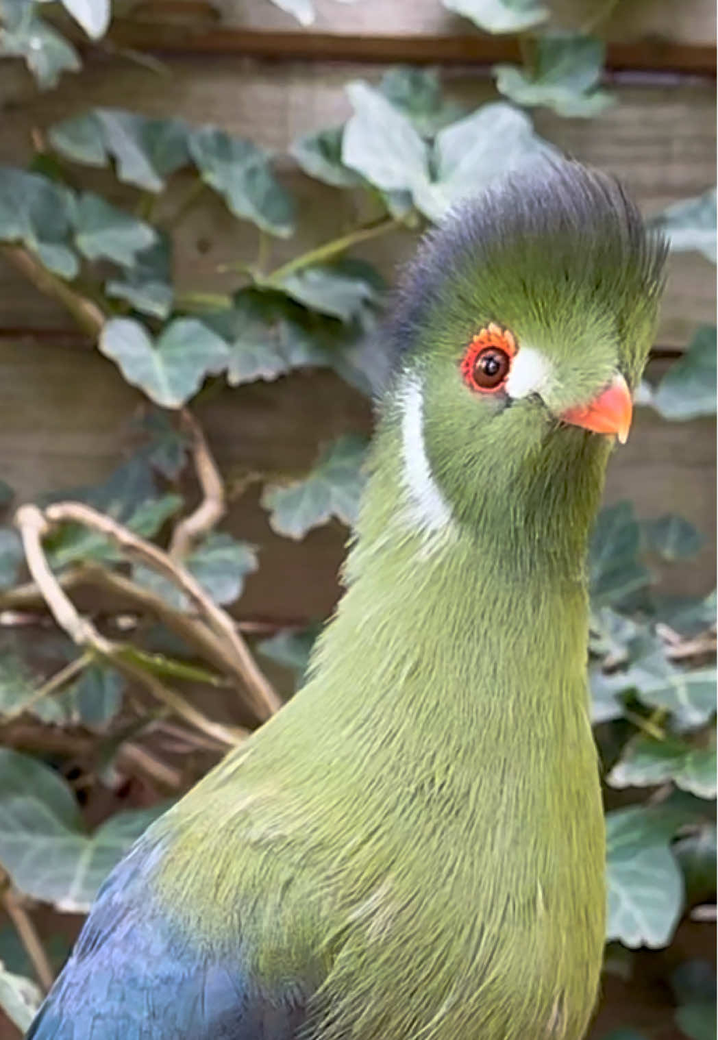 White-Cheeked Turaco Pair | Aviary Birds #birds #birdsavairy #bird #aviary #birdingparadise er 