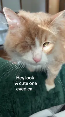 Posting a second one to see which does better 🤷🏼‍♀️ #cat #catsoftiktok #fyp #foryoupage 