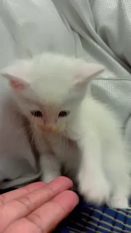 #kittens, #cutekittens, #petlovers, #kittenlove#mycat #catlover #fyp #foryoupage 