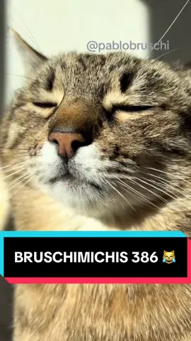 BRUSCHIMICHIS 386 🐈❤️😹  #comedia #humor #viral #fyp 