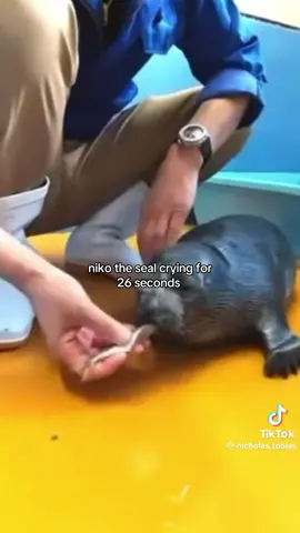 #fyp #viralvideos #seal #nikotheseal #tokkaricenterseals 