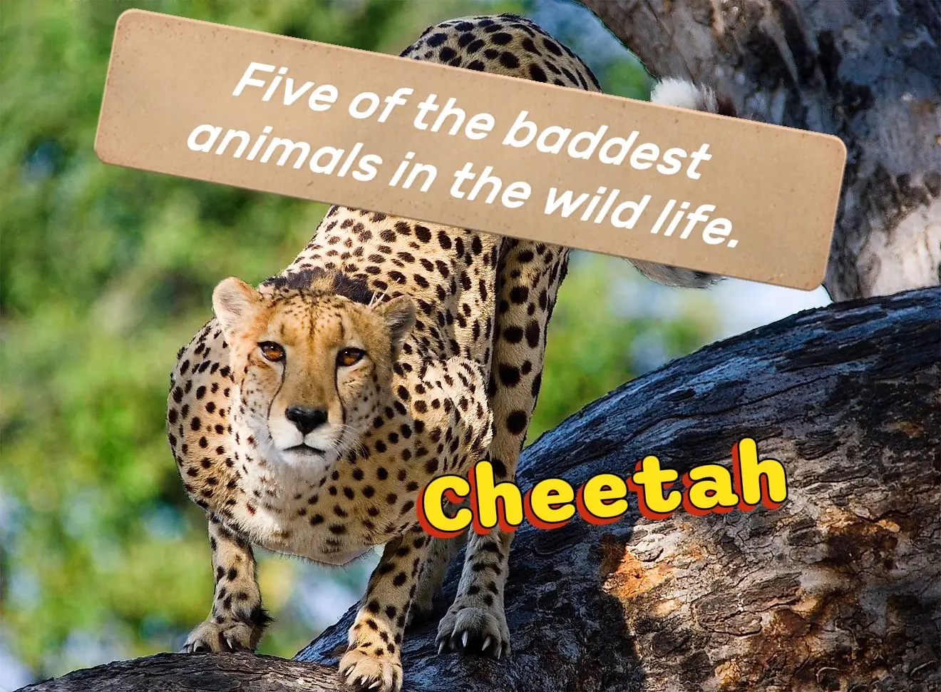 #Fypppp #AnimalLife 