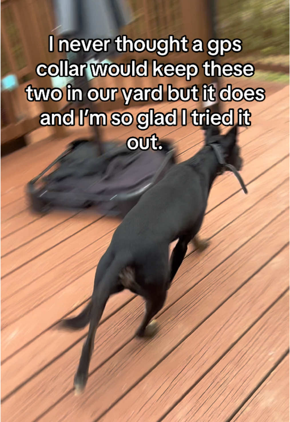 I’m also glad I didn’t go straight for the 500 dollar collar. #dogsoftiktok #dogs #dogfence #dogcollar 