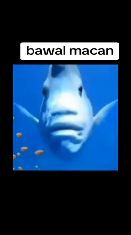 ikan bawal macan