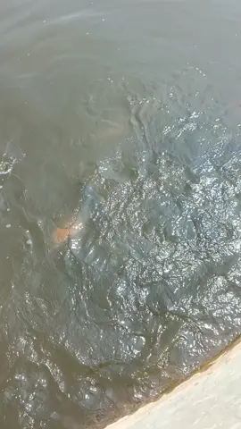 induk mass #subang #budidayaikan #njfish 