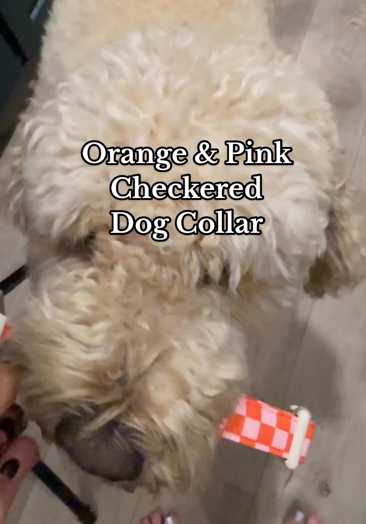 Tell my pup she looks pretty please!!! We love this dog collar and it’s also great a great fabric that easy to clean off! #dog #dogcollar #collar #dogtoy #dogsoftiktok 