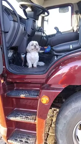 #PetsOfTikTok #dogsoftiktok trabalhar pra quê? tem quem me sustenta kk