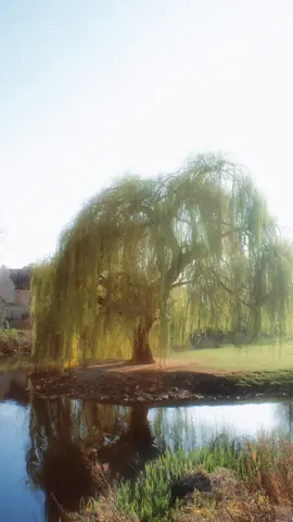 if i had a weeping willow id put a hammock inside it#weepingwillow#willowtree#tree#foryou#xyzbca 