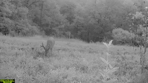 #kentuckyhunting #sasquatchsmells #tactacamreavel #whitetaildeer #kybowseason 