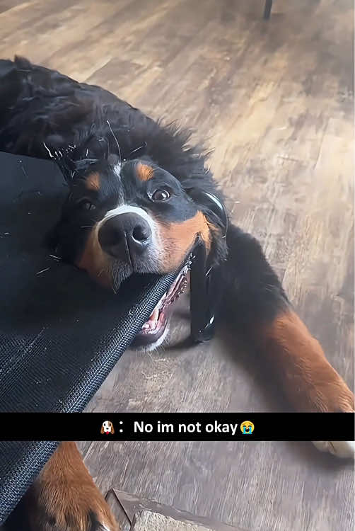 Funny Bernese Mountain Dogs 🐶🤣🥰🤪#dog #bernesemountaindog #funny #funnydog #funnyvideos #dramaticdog #usa 