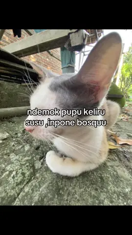 #fyp #lewatberanda #4u #foryou #fypp 