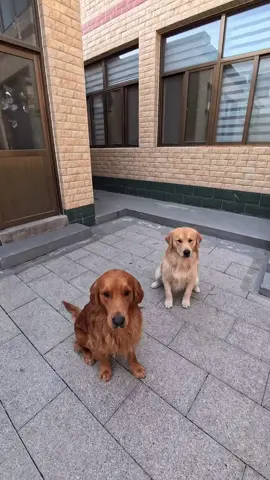 #pet #dog #犬 
