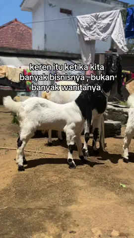 #peternak #peternakkambing #kambing #kambingetawa #fyp 
