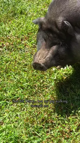 #fyp #mrdarcy #pig #rescuepet #minipig