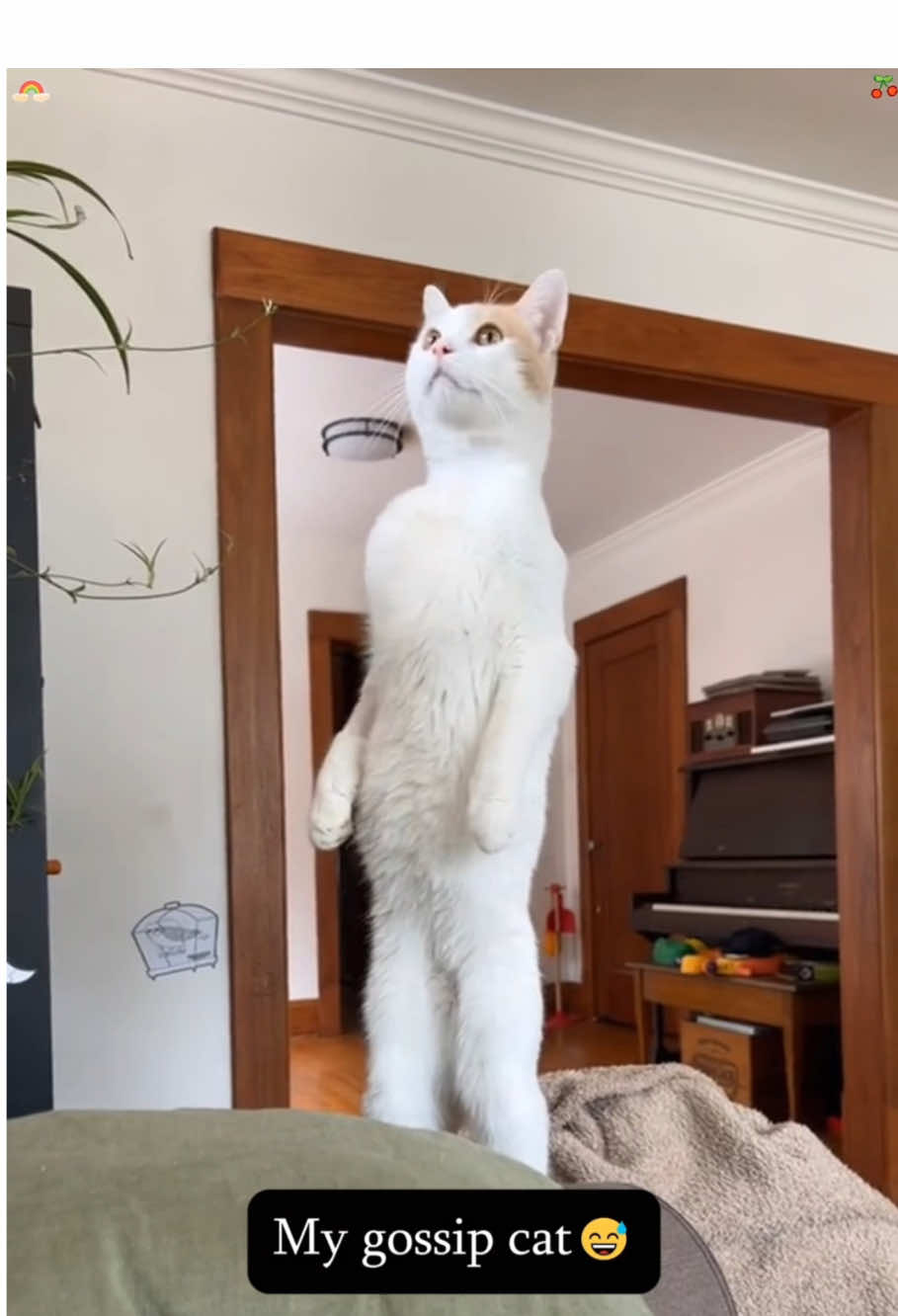 My cat thinks he’s a Human.🤣🤣#cat #catsoftiktok #cats #funny #foryou 