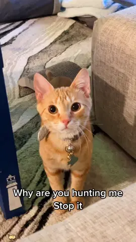 Cats are natural hunters#fypシ #funnycat #usa🇺🇸 #funnyvideos 