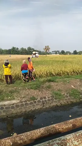 penglariss #promoseruweekend #sewasembadapangan #petaniindonesia🇮🇩🇮🇩🇮🇩🌿 #combeneharvester 
