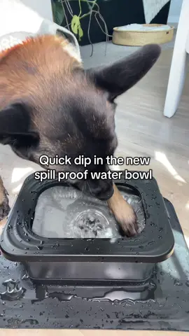 10L Spill Proof Stainless Steel Water Bowl for Dogs #DogBowl #NoSpillWaterBowl #StainlessSteelPetBowl #HydratedPups #PetCareMustHave 