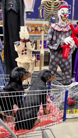 When Dogs Meet Halloween 👀🐶🎃🔥#fyp #foryou #halloween #dog #funny 