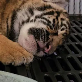 แตกแล้วววเบบี้น้องใหม่ Newborn Tiger 🎉🎉🎈🐯🧡 #tigerparkpattaya #เสือเด็ก #Pattaya 