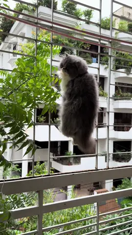#funnycat #cat #catsoftiktok #catlover #fyp 
