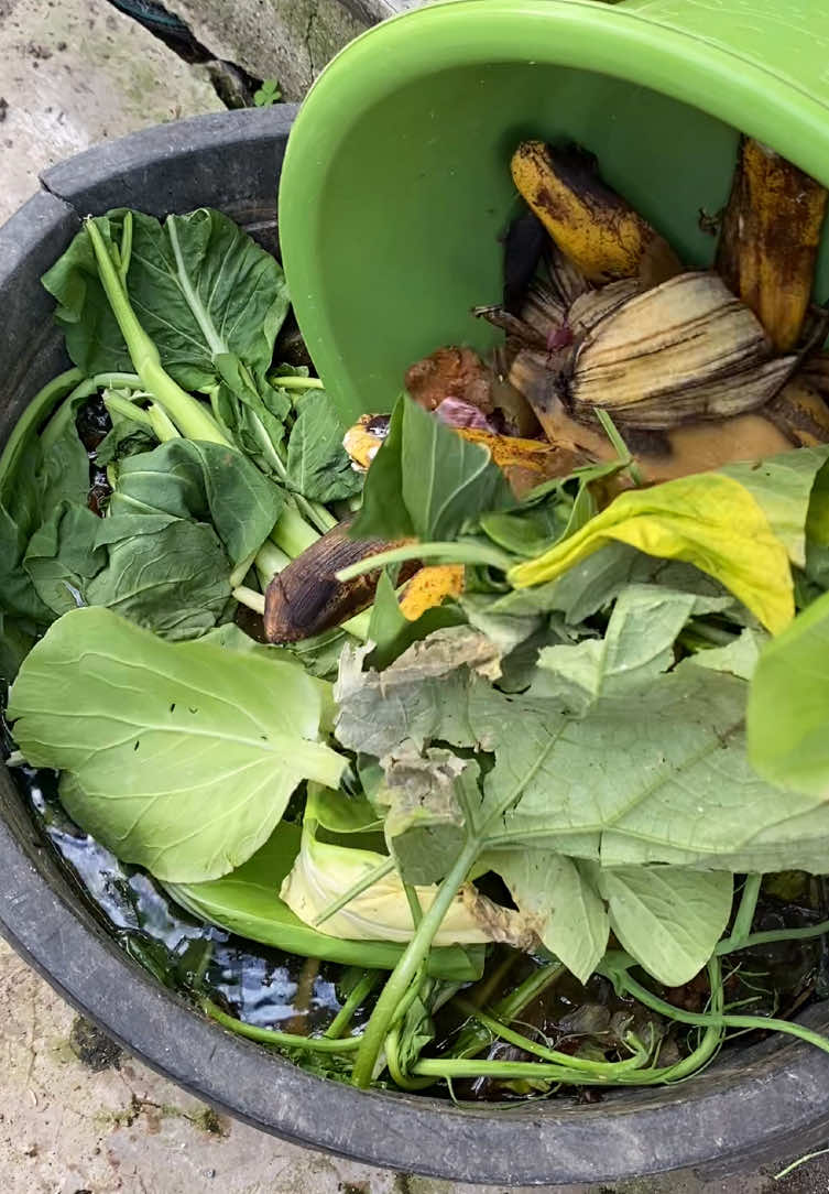 ini sebenarnya belum waktunya panen poc tapi karena semalem kerendam air hujan hikhikhik #gardenbyme #minigarden #poc #yukberkebundirumah 