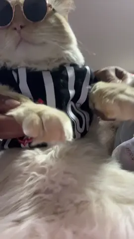 #catsoftiktok #corinthians 
