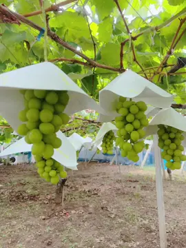 Đến mùa hái nho mẫu đơn 🍇#lifeinjapan🇯🇵 #シャインマスカット狩り #nhomaudon#trendingsong #viralvideo 