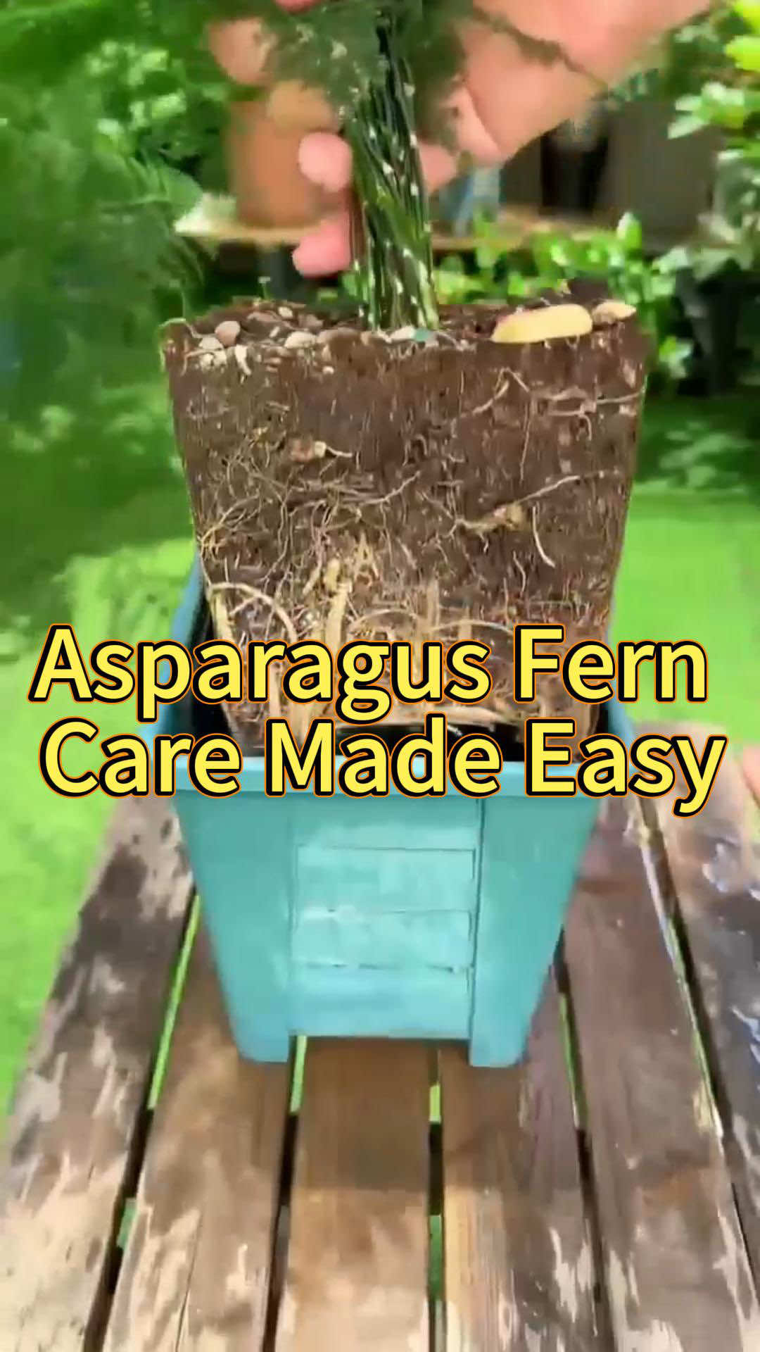 Asparagus Fern Care Made Easy#planting #planttips