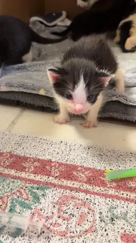 Gale is still not feeling too well, but she’s getting the best care and will hopefully start to improve soon! 🙏🏻😻  The kittens are growing and becoming more confident and strong every day.  Please get your pets fixed and always adopt, don’t shop!  #spayandneuter #adoptdontshop #adoptapet #fosterkittens #cutecats 