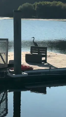 #crane #nature #fyf #fyfyfyfy #fyfyfyfyfyfyfyfyfyfyfyfyfyfyfyfyfyfy 
