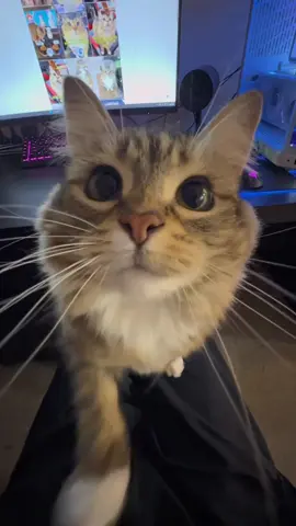Kiss kiss #catsoftiktok 