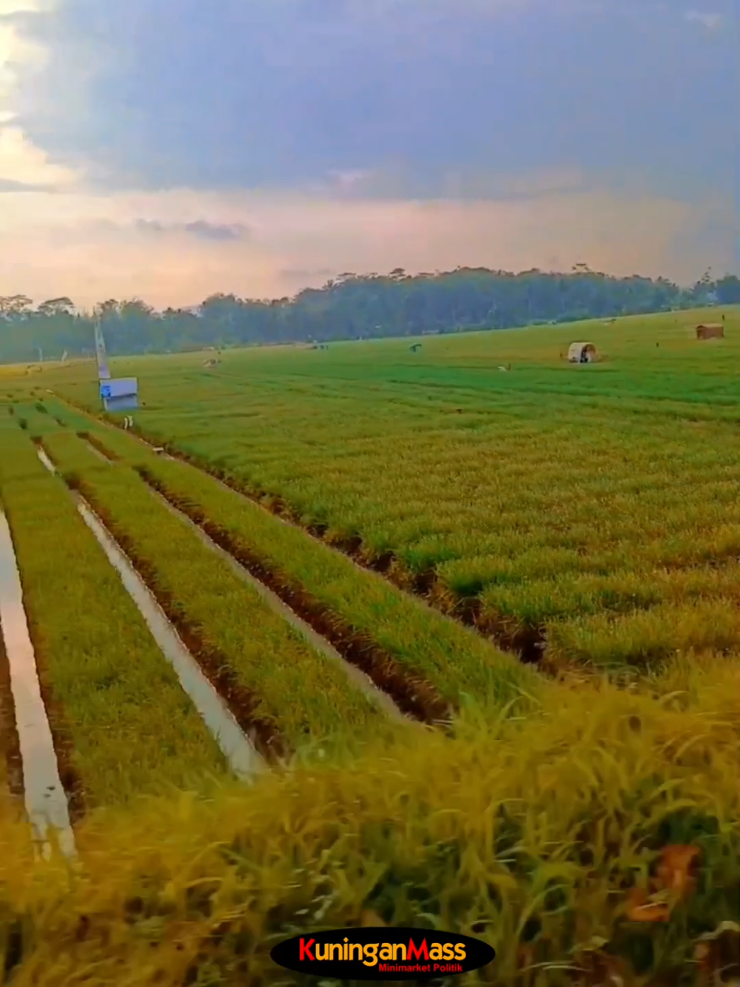 Wow hamparan tanaman bawang merah ini membuat mimin takjub. Tengok kanan dan kiri sejauh mata memandang penuh dengan keindahan pertanian ini.  Rasanya mimin, ingin bertani bawang merah di kuningan. Kira2 cocok gak yah? Oh ya, Hayo tebak, mimin saat ini lagi dimana coba? hehe